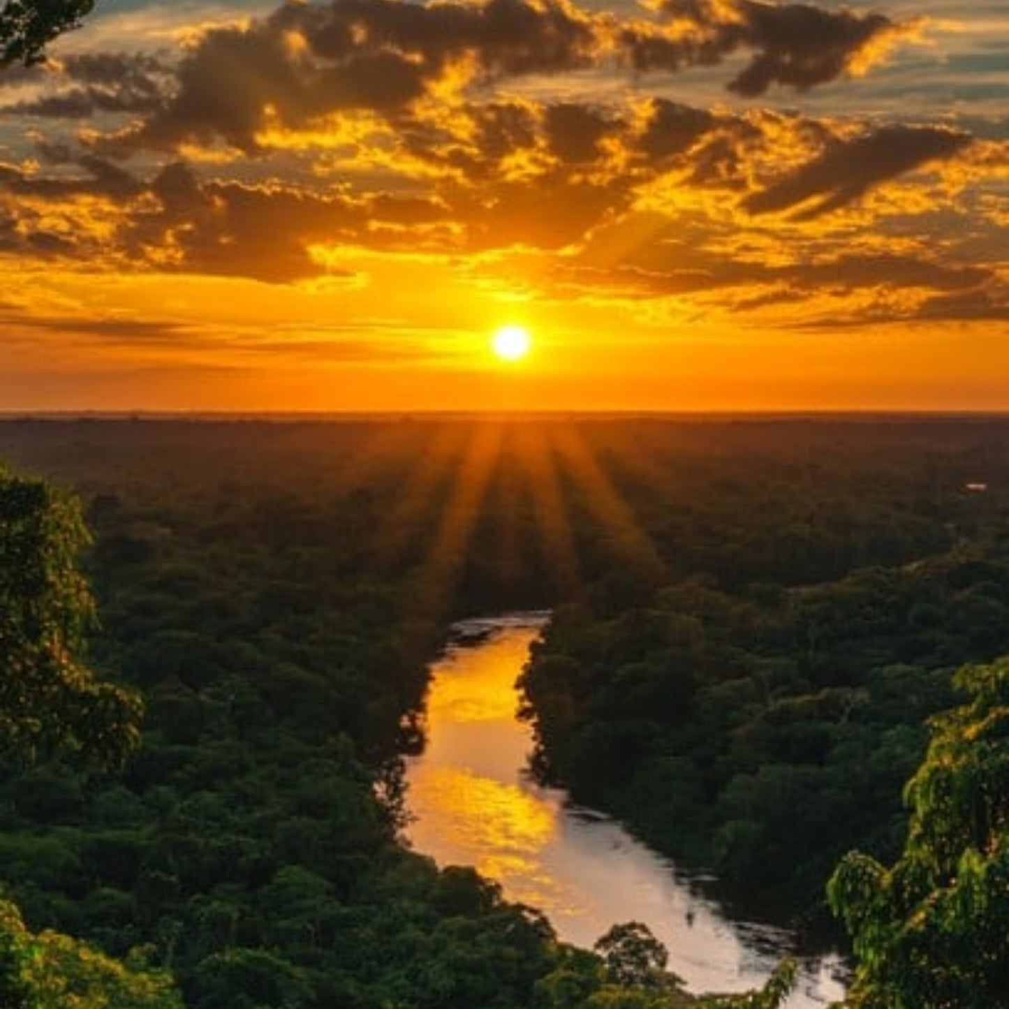 Roo Mix & Match Sunset Jungle