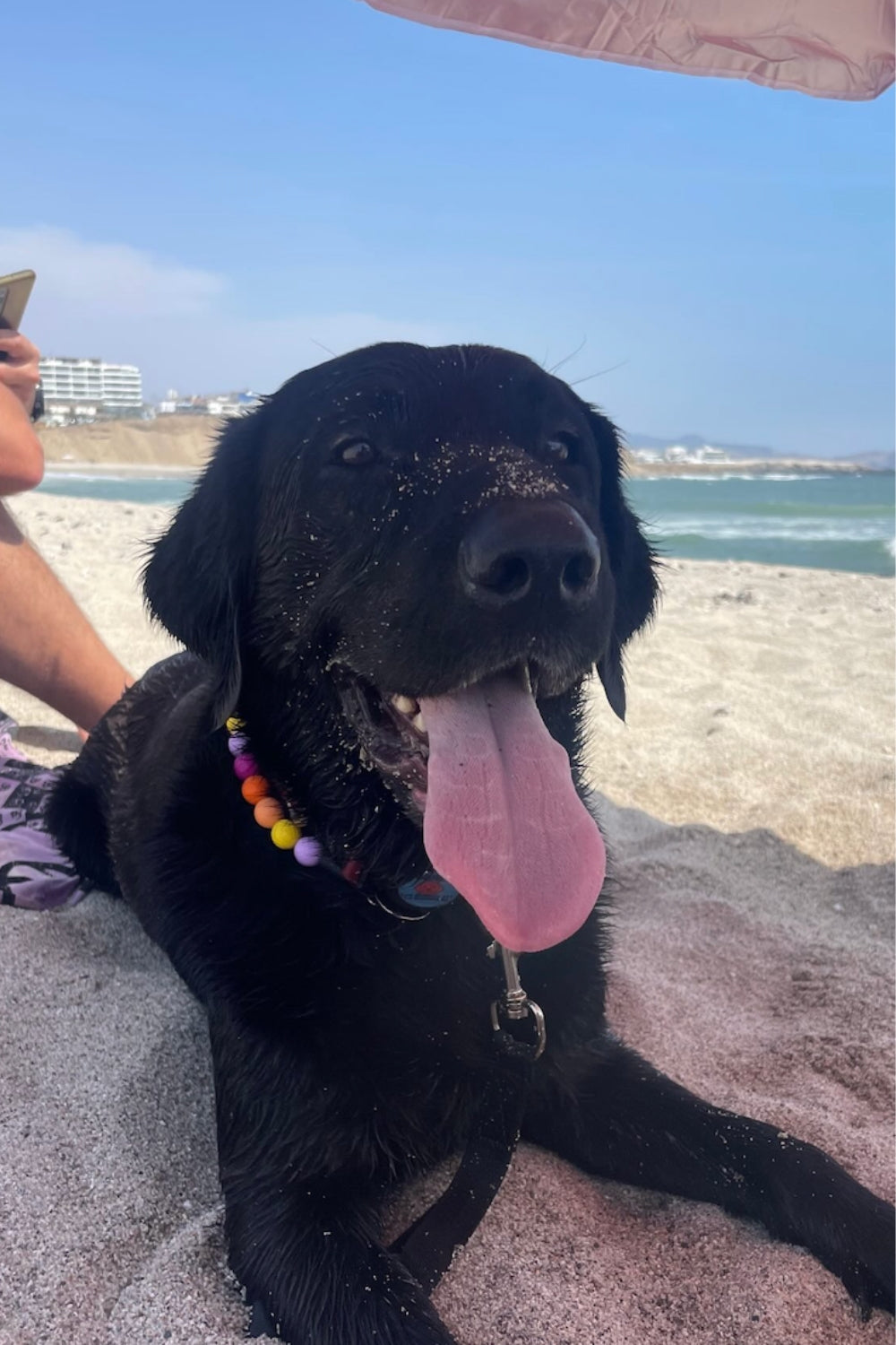 Un perro usando un collar de cuentas multicolores.