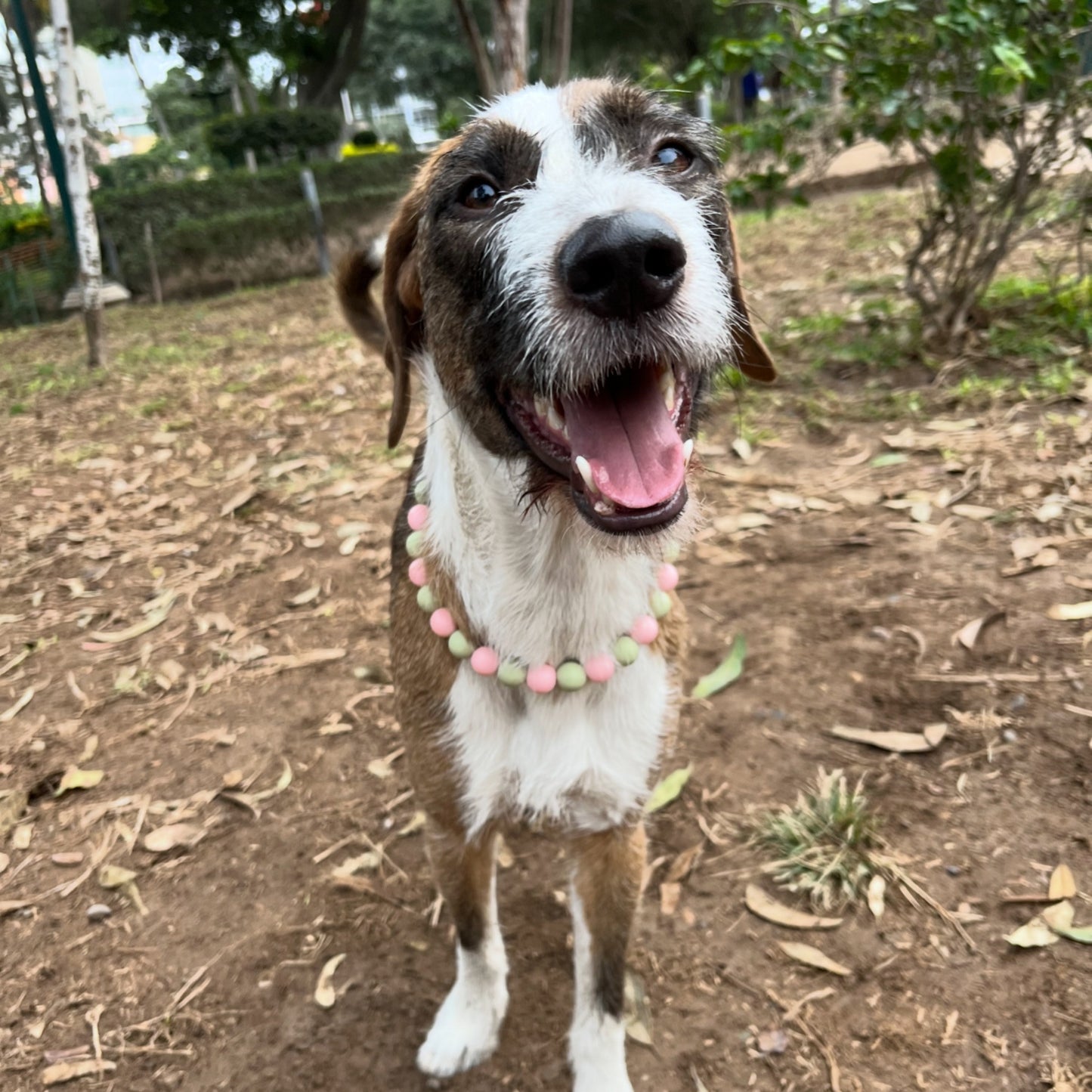 Roo Mix & Match Guava