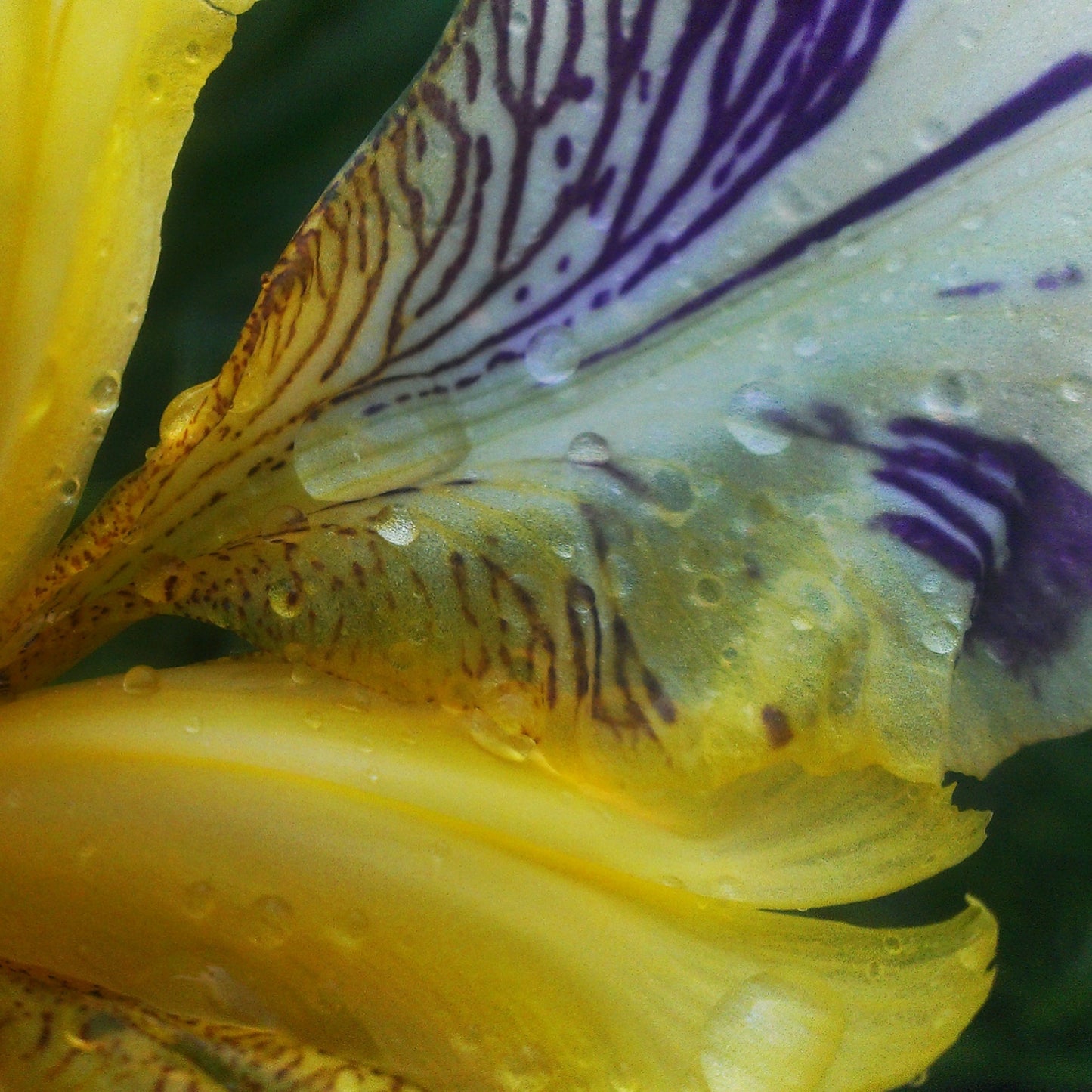 Roo Mix & Match Iris