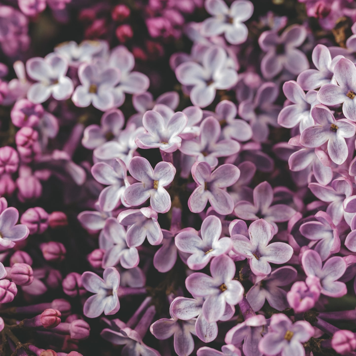 Roo Monocolor Lilac