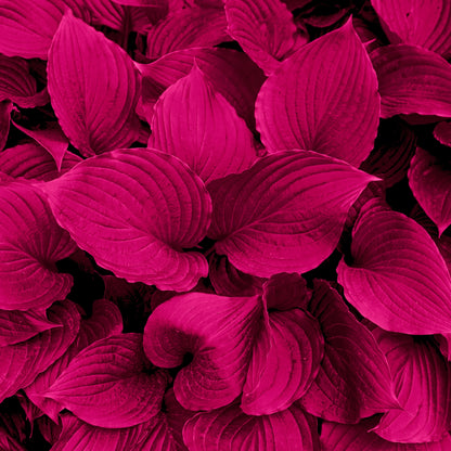 Roo Monocolor Magenta