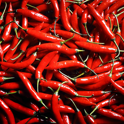 Roo Monocolor Red