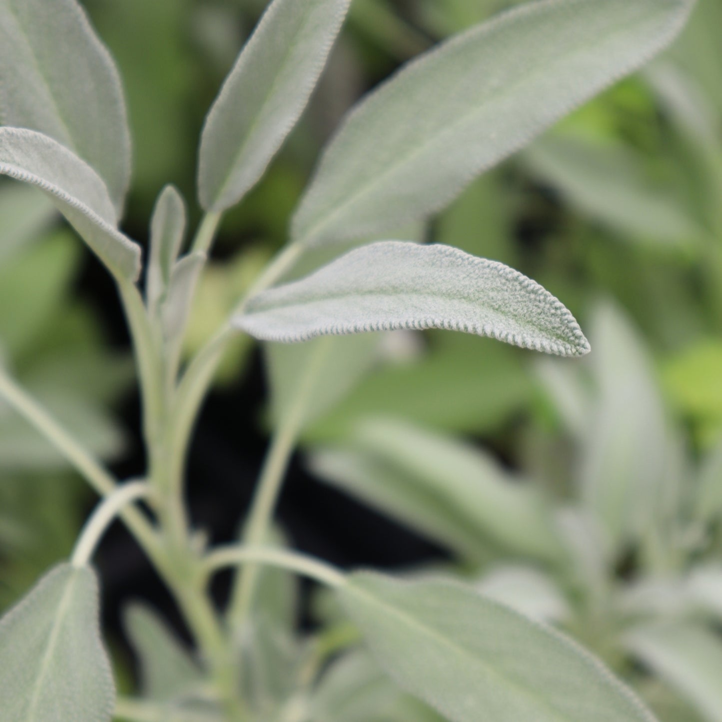 Roo Monocolor Sage
