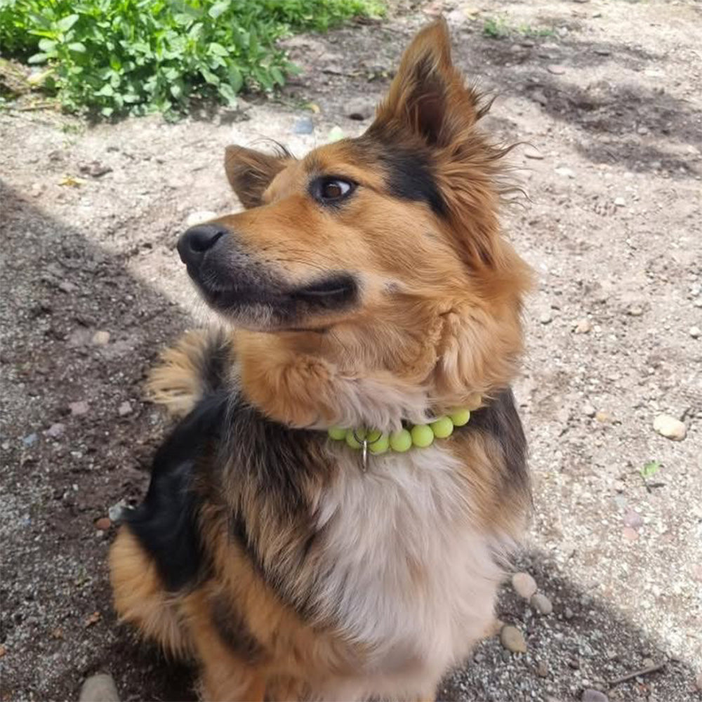 Un perro usando un collar de cuentas color verde limón.