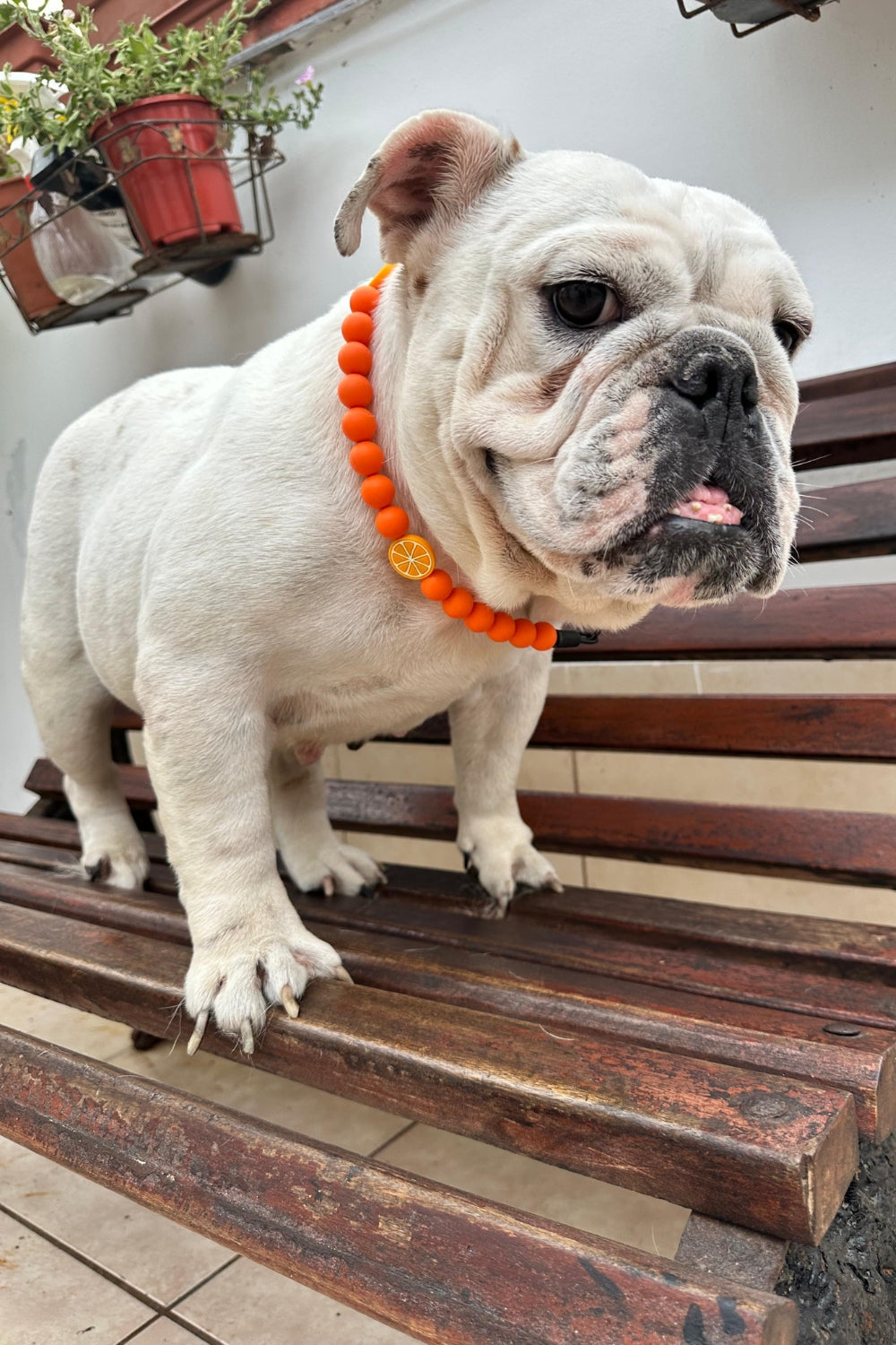 Un perro usando un collar de cuentas rosadas y charms de naranjas partidas.