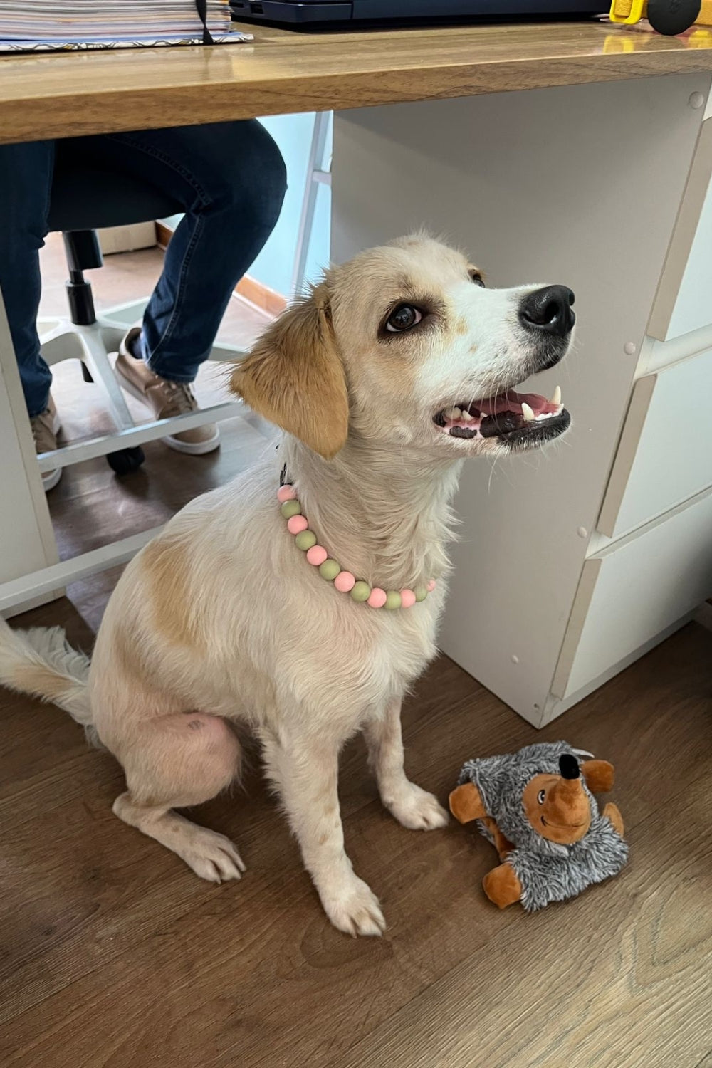 Un perro usando un collar de cuentas multicolores.