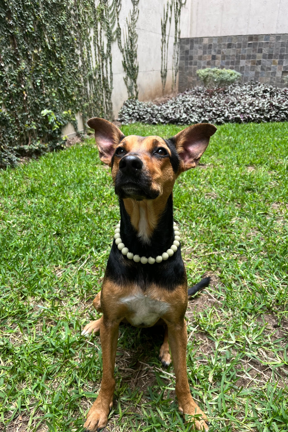 Un perro usando un collor de cuentas de un solo color beige.